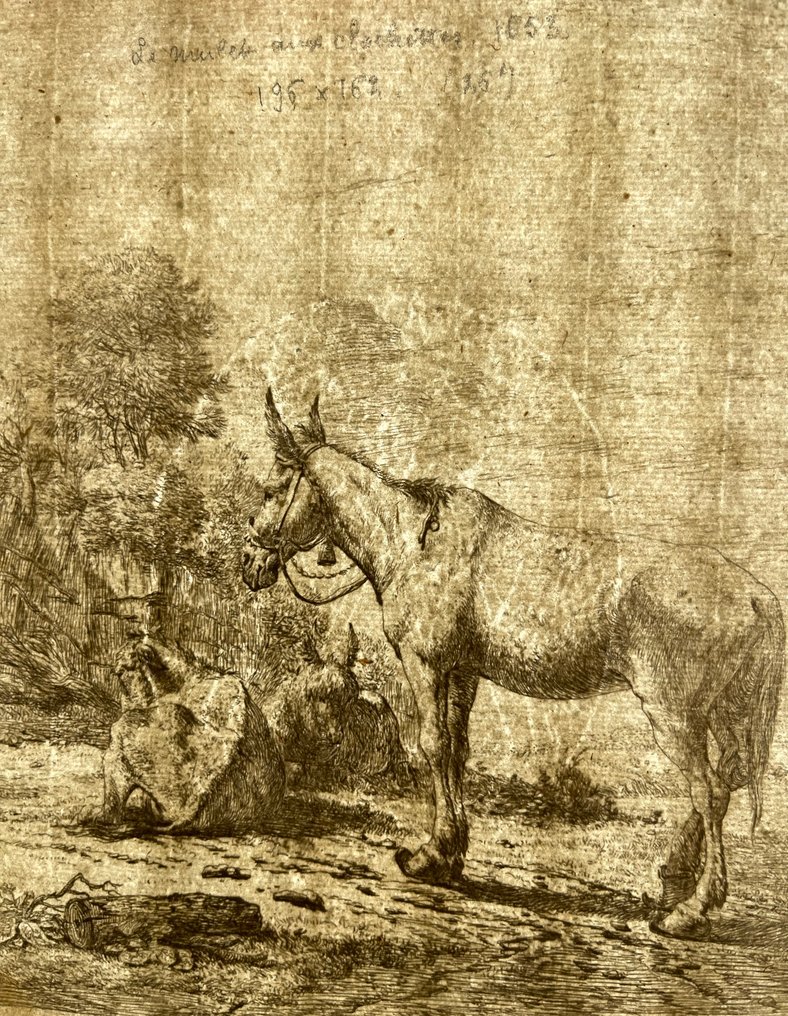 Karel Dujardin (1622-1678) - Mulo con campanaccio #4.3