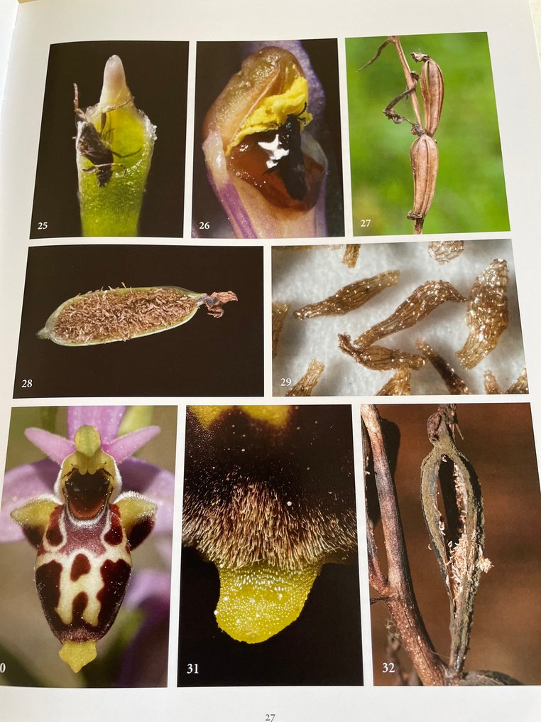 Jean Claessens-Jacques Kleynen - The Flower Of The European Orchid. Form and Function - 2011 #4.3