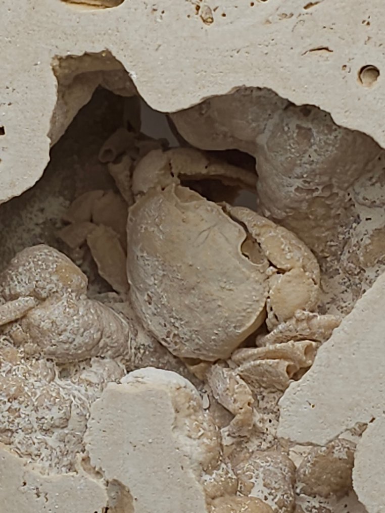 Crab - Fossil skeleton - 105 mm - 115 mm  (No reserve price) #4.3