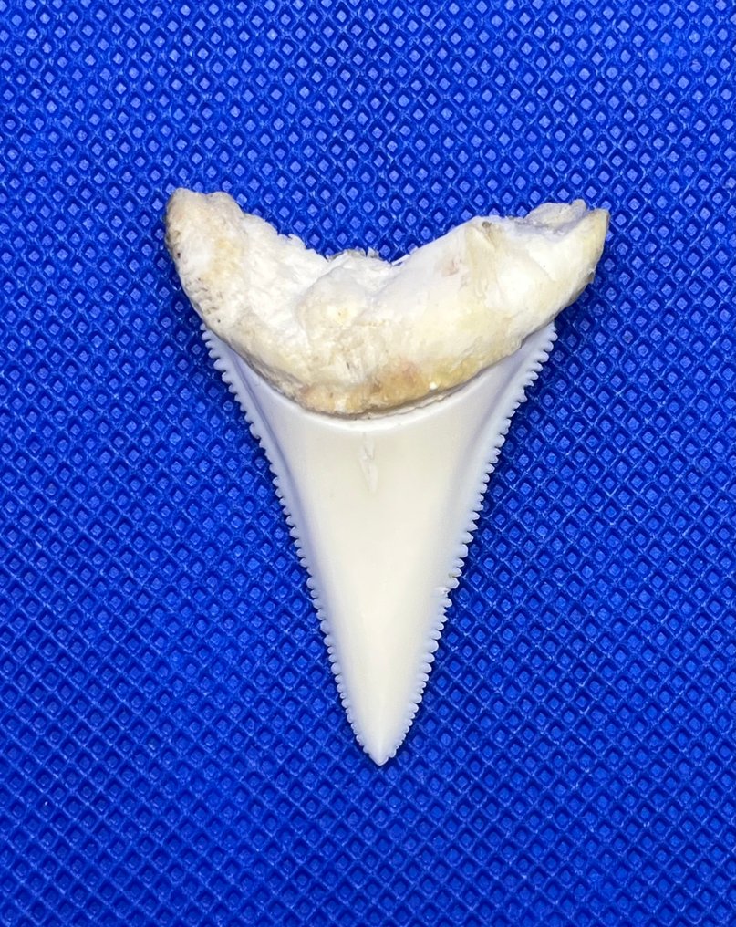 Great White Shark Tooth - Carcharodon carcharias - 44 mm - 32 mm - 10 mm #1.0