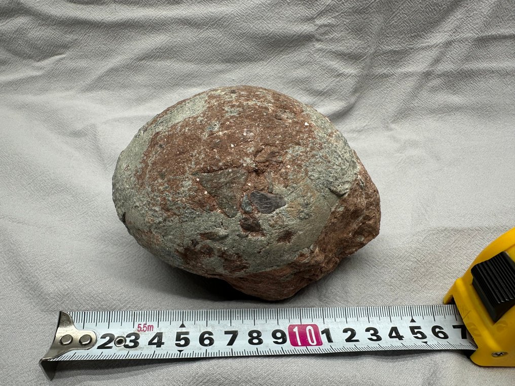 Dinosaur - Fossil matrix - Hadrosaurus or Therizinosaurus - 11 cm - 8.5 cm  (Ingen mindstepris) #2.1
