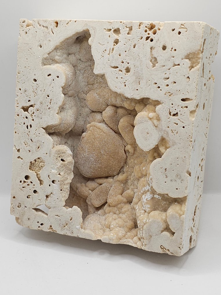 Caranguejo - Esqueleto fóssil - 115 mm - 125 mm  (Sem preço de reserva) #3.2