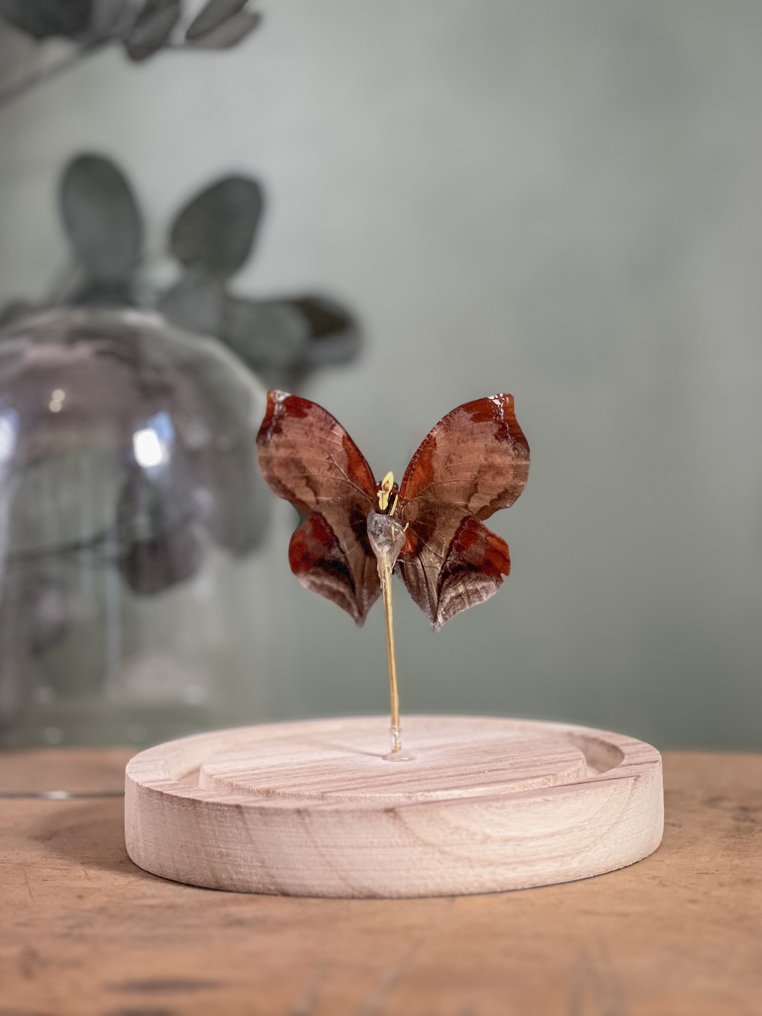 Πεταλούδα Βάση ταρίχευσης ολόκληρου σώματος - Siderone galanthis mars - 13 cm - 12 cm - 12 cm - Είδη που δεν ανήκουν στο CITES - 1 #2.1