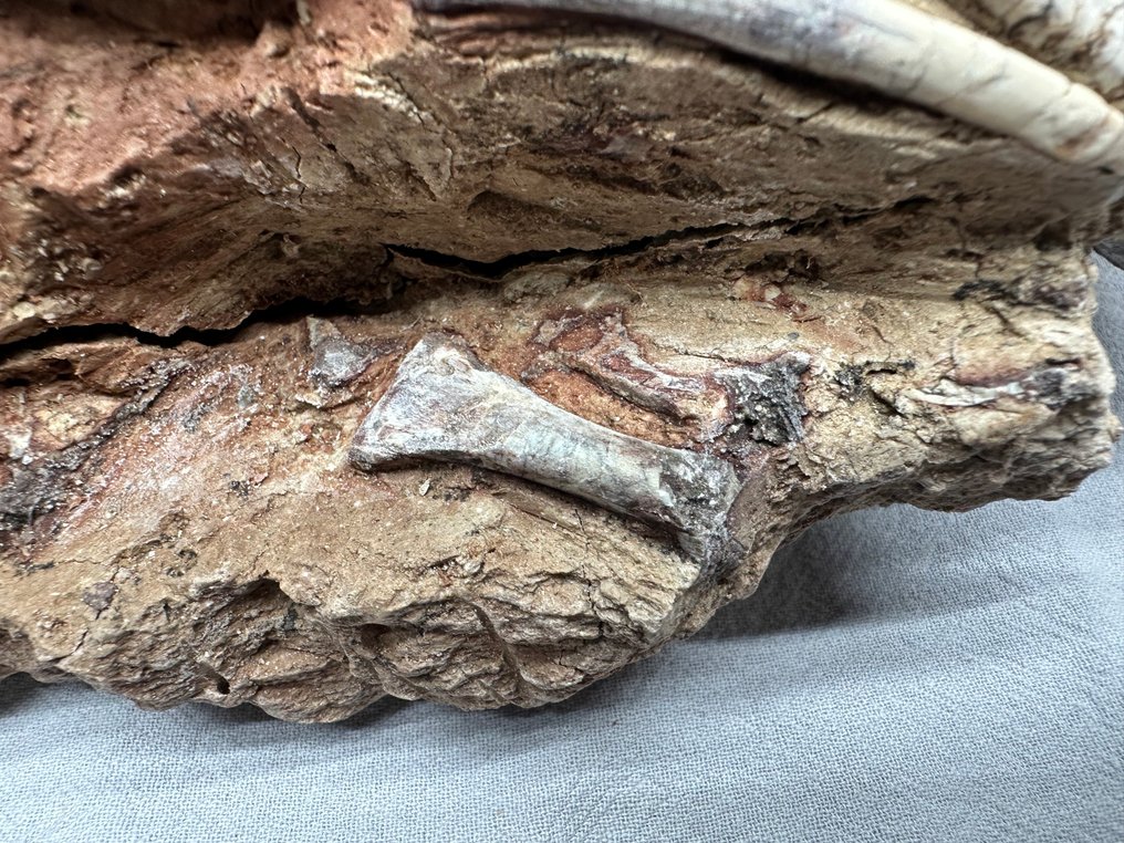 Fossil matrix - Psittacosaurus - 23 cm - 12 cm  (Ingen mindstepris) #2.1