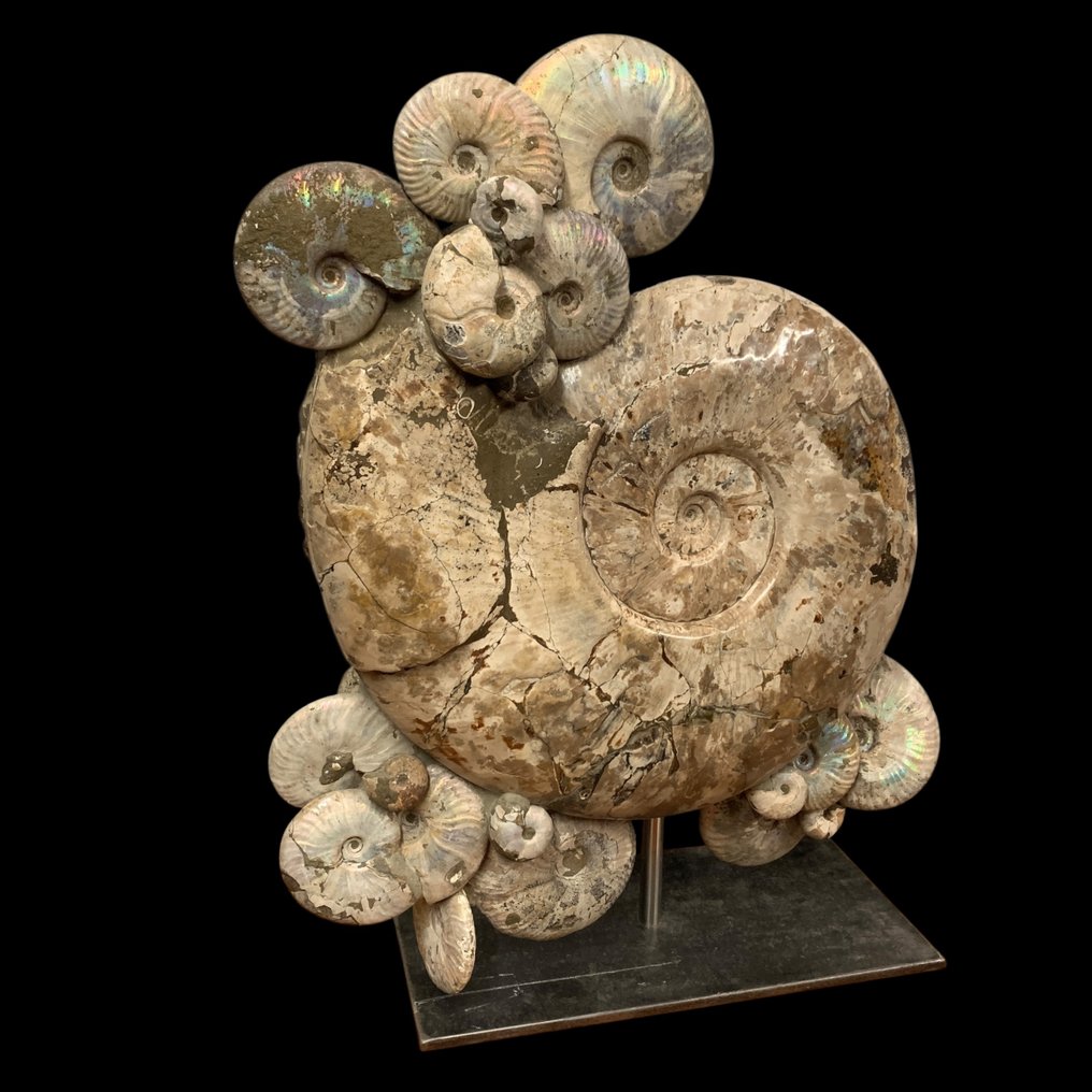 Cleoniceras - Fossilised shell - 66 cm - 52 cm #1.0