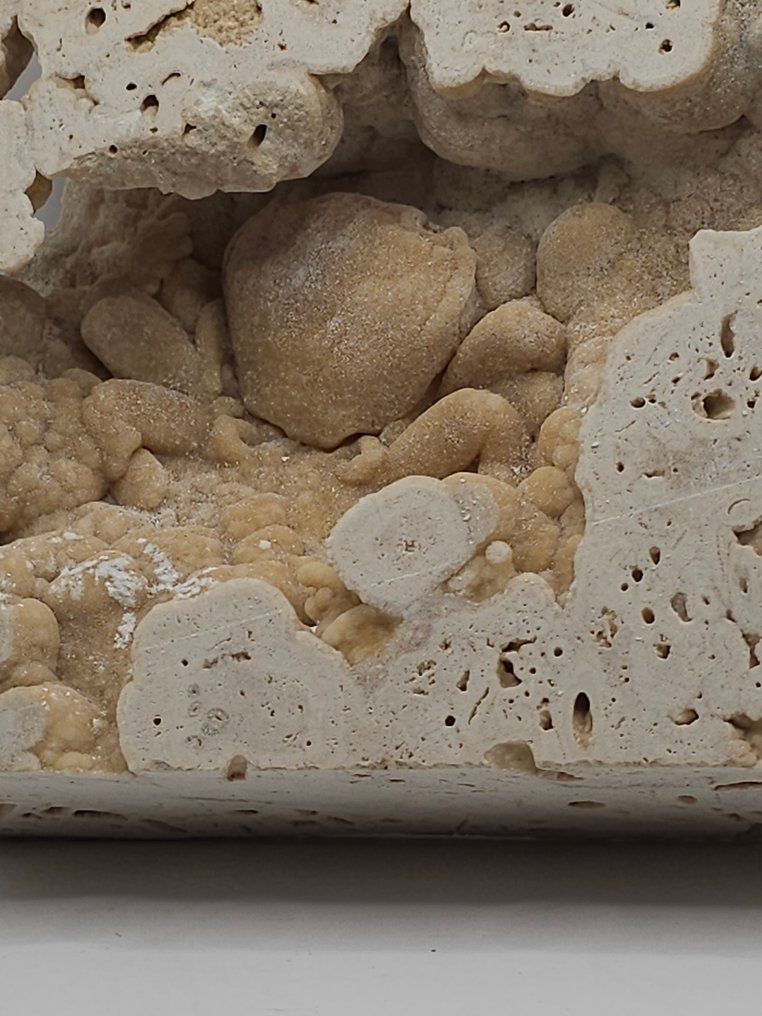 Caranguejo - Esqueleto fóssil - 115 mm - 125 mm  (Sem preço de reserva) #4.3