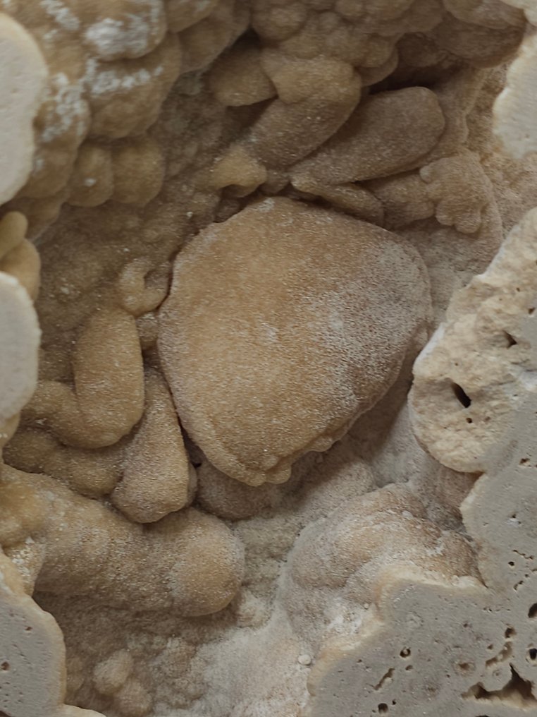 Caranguejo - Esqueleto fóssil - 115 mm - 125 mm  (Sem preço de reserva) #1.0