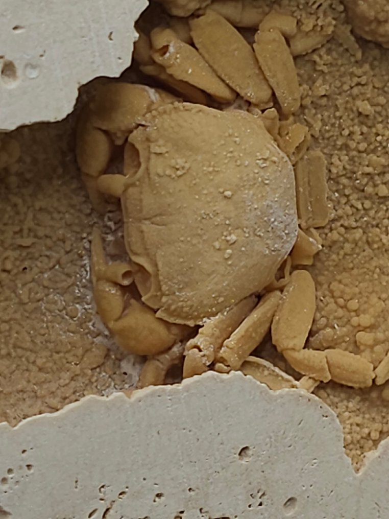 Crab - Fossil skeleton - 95 mm - 110 mm  (No reserve price) #2.1