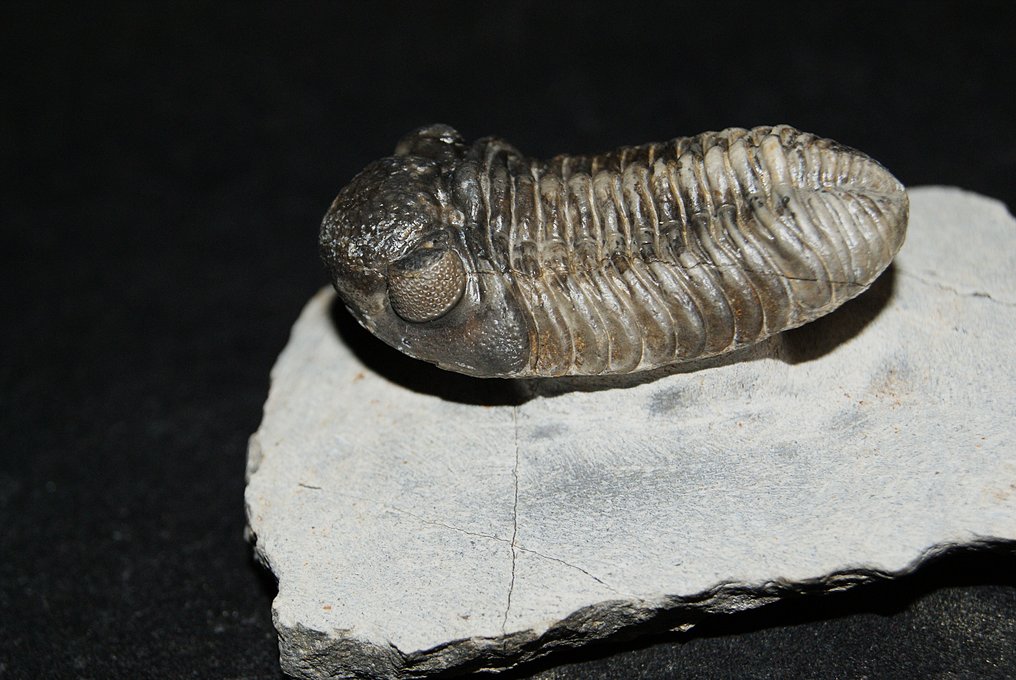 Trilobit - Forstenet dyr - Boeckops stelcki #1.0