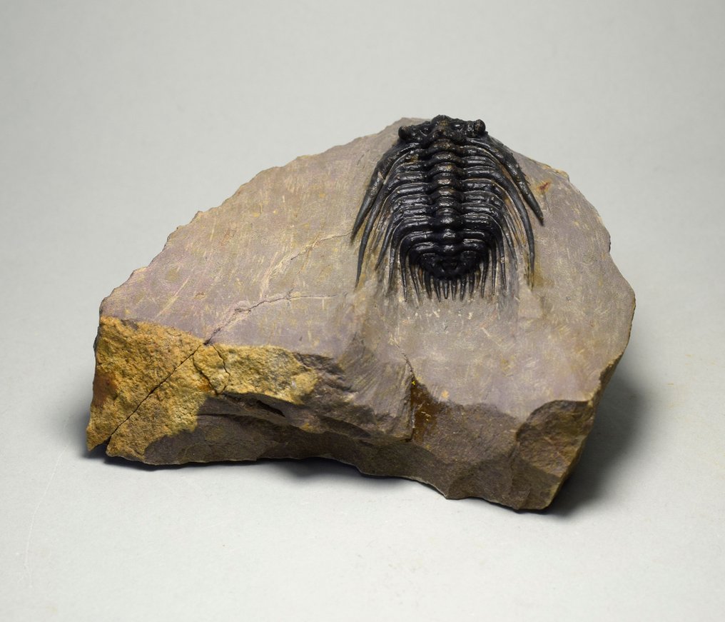 Trilobit de calitate. - Animale fosilizate - Kettneraspis sp. #1.0