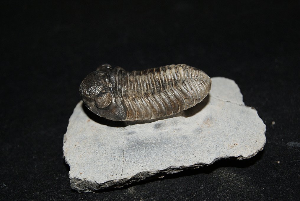 Trilobit - Forstenet dyr - Boeckops stelcki #3.2