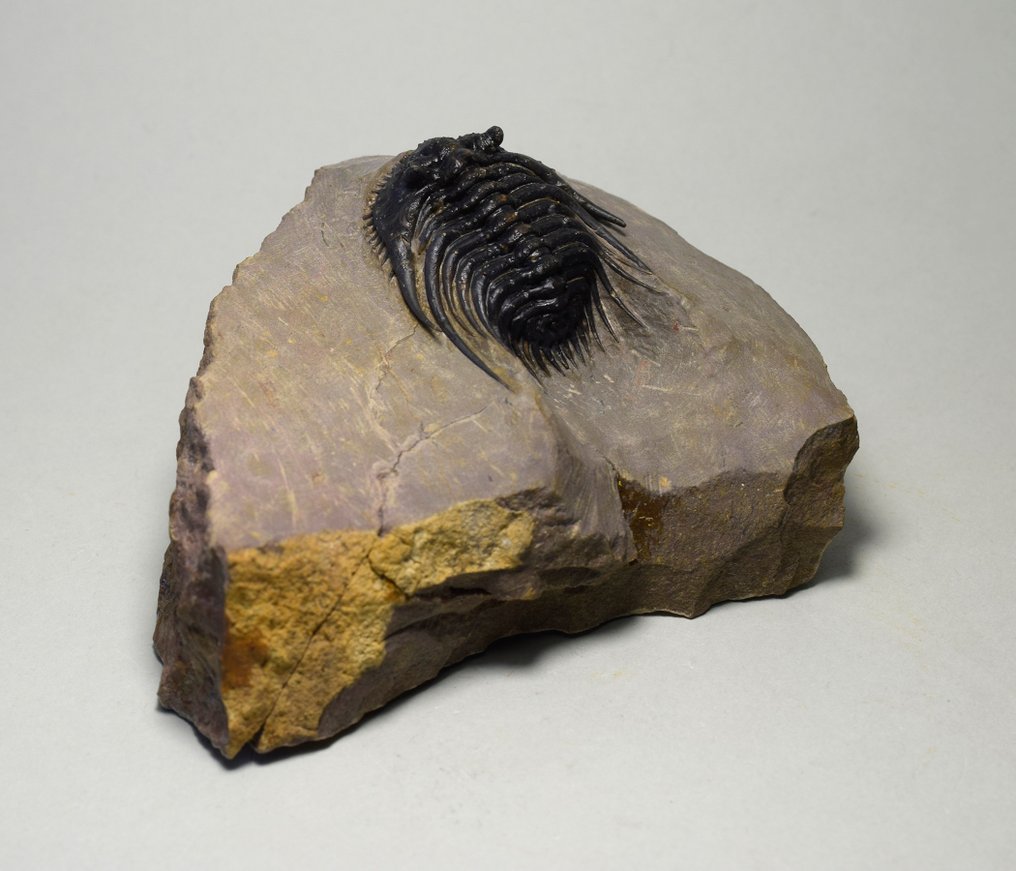Trilobit de calitate. - Animale fosilizate - Kettneraspis sp. #1.0