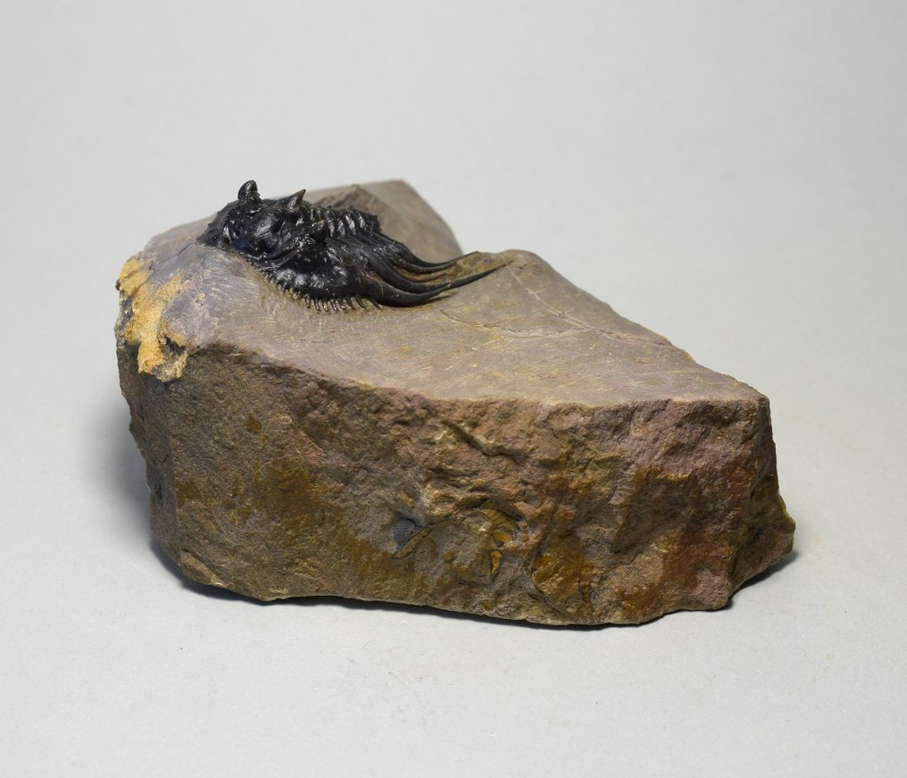 Trilobit de calitate. - Animale fosilizate - Kettneraspis sp. #3.2