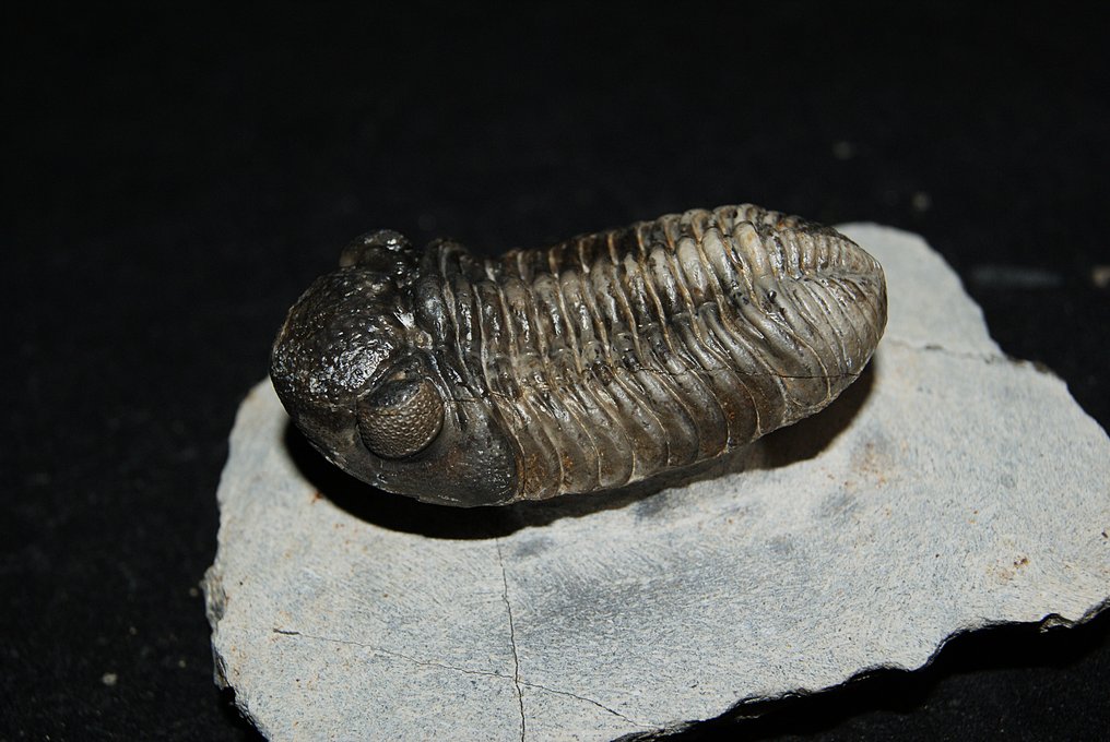 Trilobit - Forstenet dyr - Boeckops stelcki #2.1