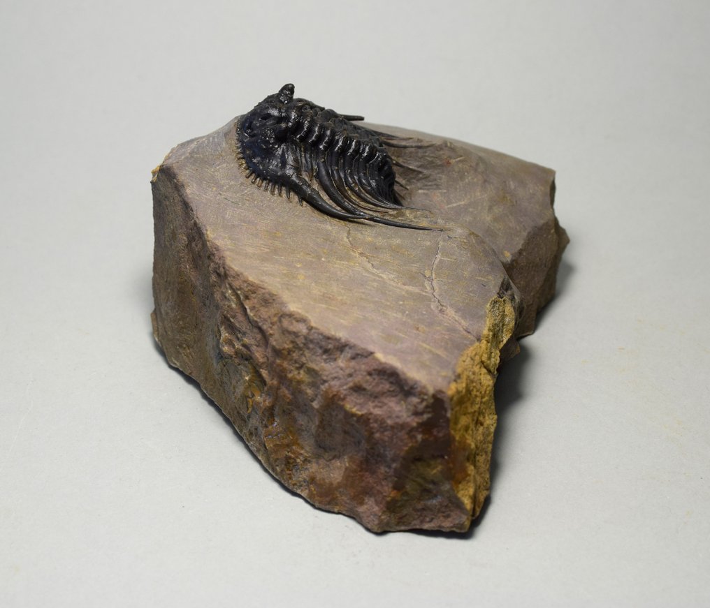 Trilobit de calitate. - Animale fosilizate - Kettneraspis sp. #2.1