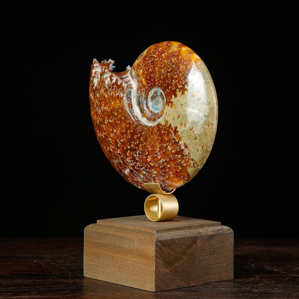 Απολίθωμα πρώτης ποιότητας του Fossil Ammonite Cleoniceras. Φυσική Αμμόνη - Καλλιτεχνική Βάση από Ξύλο και Μπρούντζο - Ύψος: 155 mm - Πλάτος: 120 mm- 511 g #1.0