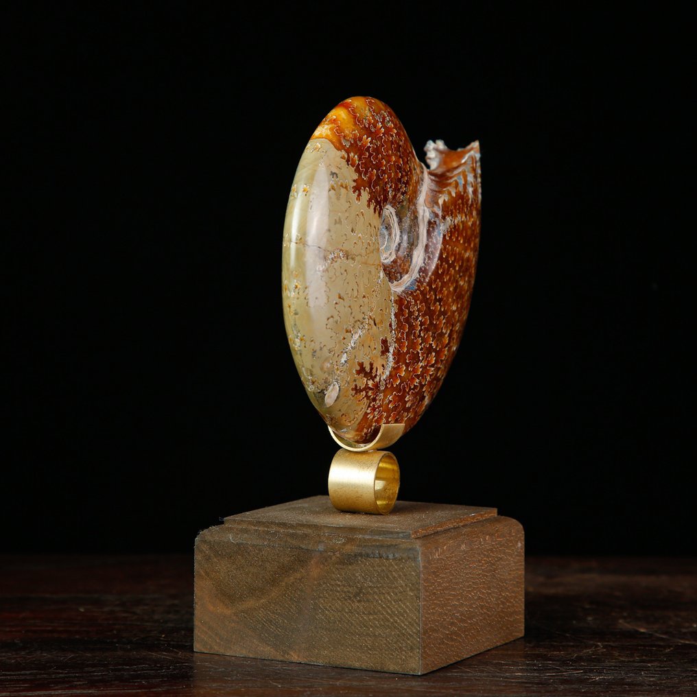 Απολίθωμα πρώτης ποιότητας του Fossil Ammonite Cleoniceras. Φυσική Αμμόνη - Καλλιτεχνική Βάση από Ξύλο και Μπρούντζο - Ύψος: 155 mm - Πλάτος: 120 mm- 511 g #3.2