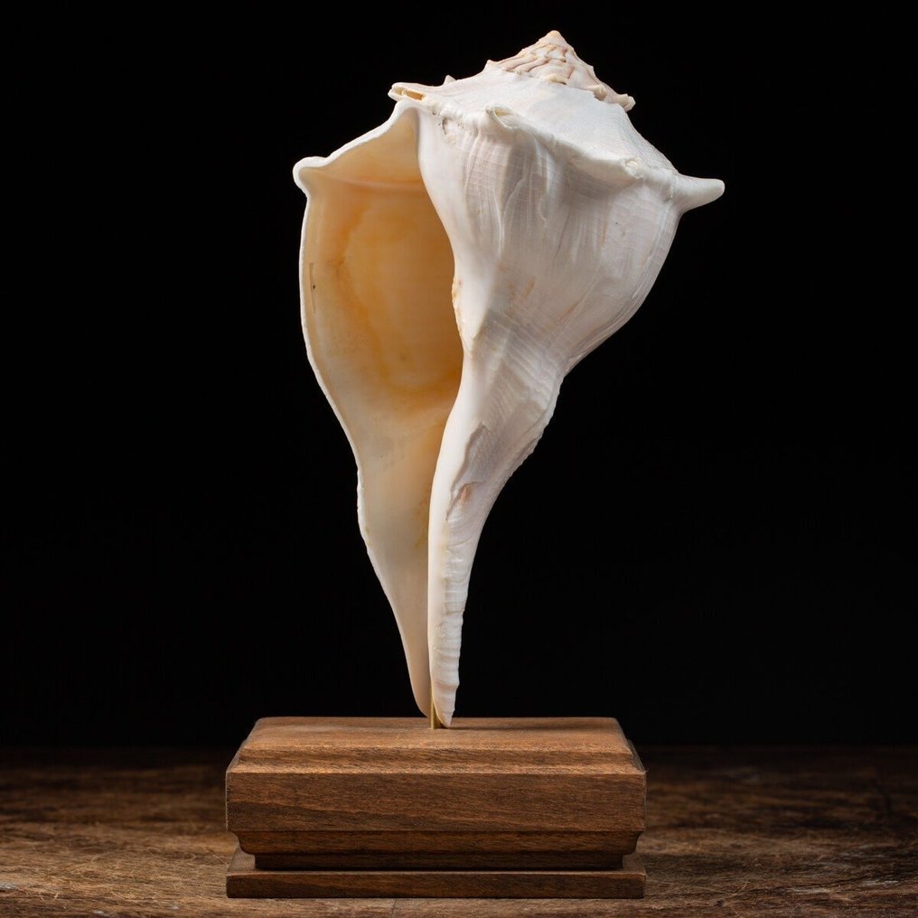 Αστραπιαίος Οφείλωνας σε Προσαρμοσμένη Βάση - Busycon Contrarium Κοχύλι - Elegant Wood Handmade Base - 255×115×115 mm #1.0