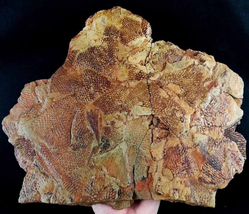 Spectacular graptolite with extraordinary preservation!!! - Fossilised animal - Araneograptus murrayi (Hall, 1865) - Dictyonema venustrum (Lapworth, 1881) - 33 cm - 29 cm #2.1