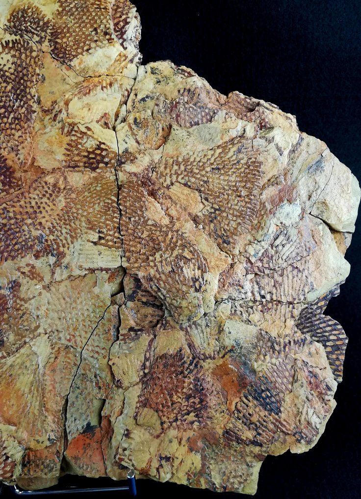 Spectacular graptolite with extraordinary preservation!!! - Fossilised animal - Araneograptus murrayi (Hall, 1865) - Dictyonema venustrum (Lapworth, 1881) - 33 cm - 29 cm #4.3