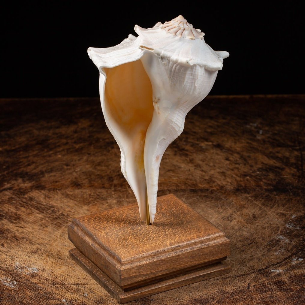 Αστραπιαίος Οφείλωνας σε Προσαρμοσμένη Βάση - Busycon Contrarium Κοχύλι - Elegant Wood Handmade Base - 255×115×115 mm #2.1