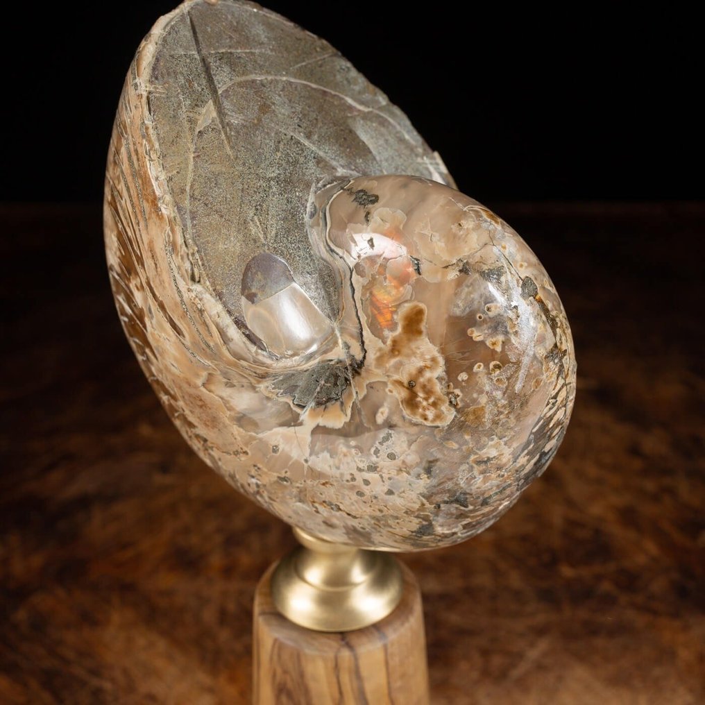 High-Oolish Nautiloid - Matrixvrij - Gefossiliseerde schelp - Elegant Turned Wood Base - 270 mm - 110 mm #2.1