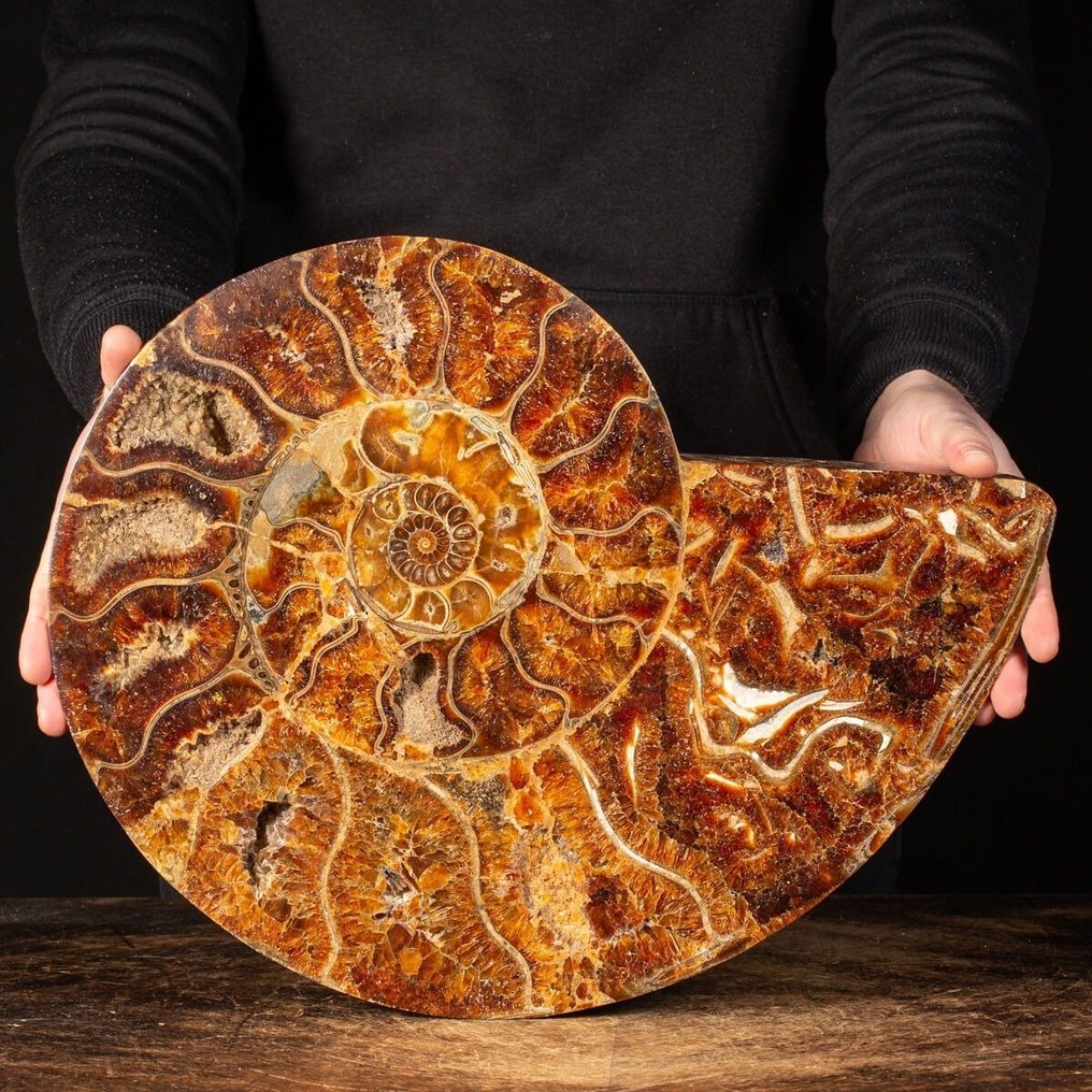 Uitzonderlijke kwaliteit - Extra grote maat - Gedeelde Cleoniceras ammoniet - Fossiel fragment - Really Rare Fossil Specimen - Museum Item - 44 cm - 34 cm #4.3