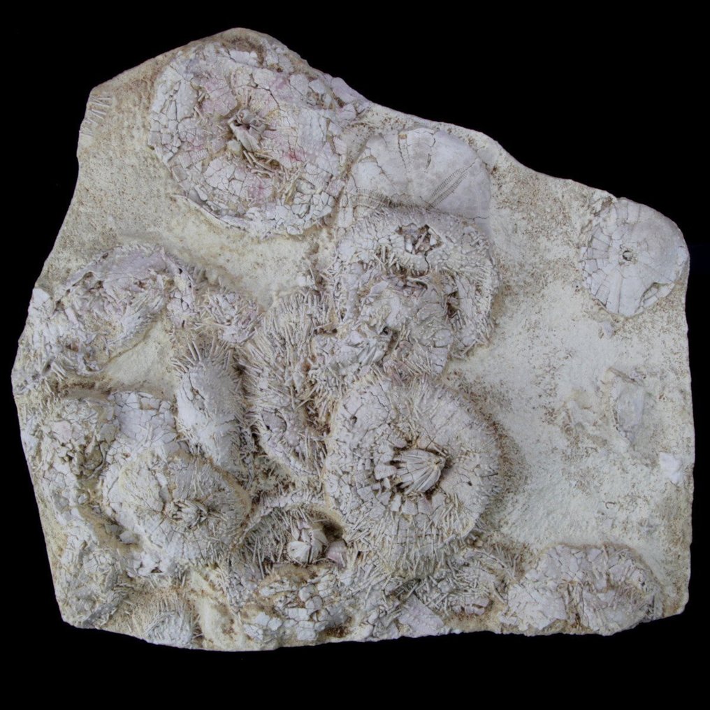 Exklusiv fossilskiva - museikvalitet - echinoider på matrixblock - Fossil dödsplatta - Tripneustes Parkinsoni - 370 mm - 340 mm #1.0