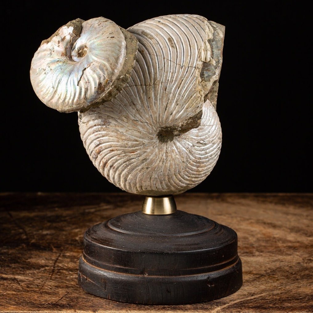 Buitengewone fossielmonster - Hoogwaardig fossiel nautiloïde - Gefossiliseerde schelp - Rare Iridescence on the Shell - Wood and Brass Artistic Base - 270 mm - 155 mm #1.0