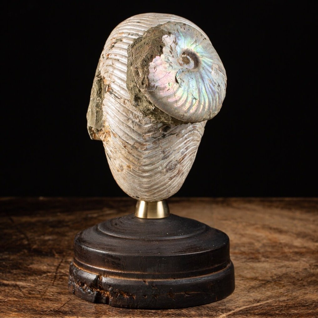 Buitengewone fossielmonster - Hoogwaardig fossiel nautiloïde - Gefossiliseerde schelp - Rare Iridescence on the Shell - Wood and Brass Artistic Base - 270 mm - 155 mm #3.2