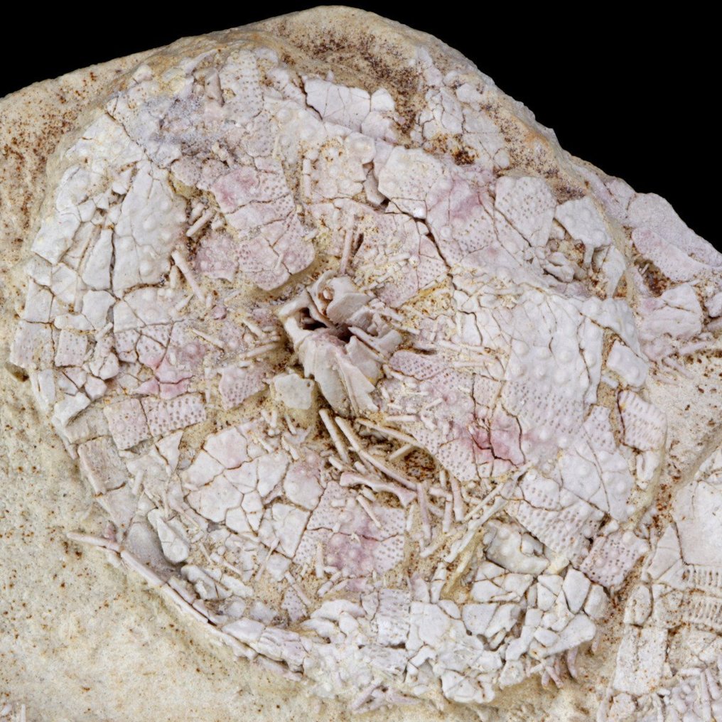 Exklusiv fossilskiva - museikvalitet - echinoider på matrixblock - Fossil dödsplatta - Tripneustes Parkinsoni - 370 mm - 340 mm #4.3
