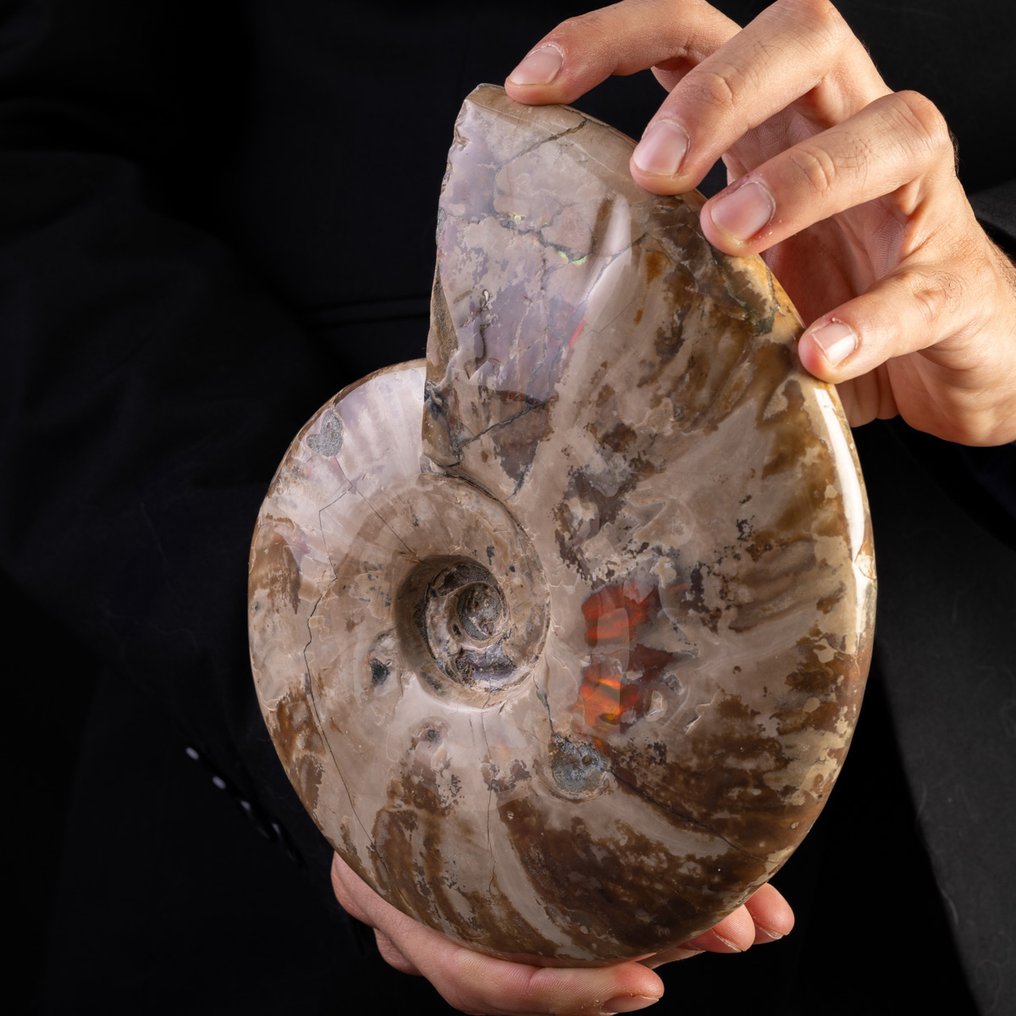 Ammonite iridiscente rojo - maravillosa opalescencia en la concha - Concha fosilizada - Aioloceras (Cleoniceras) sp. - 201 mm - 168 mm #3.2