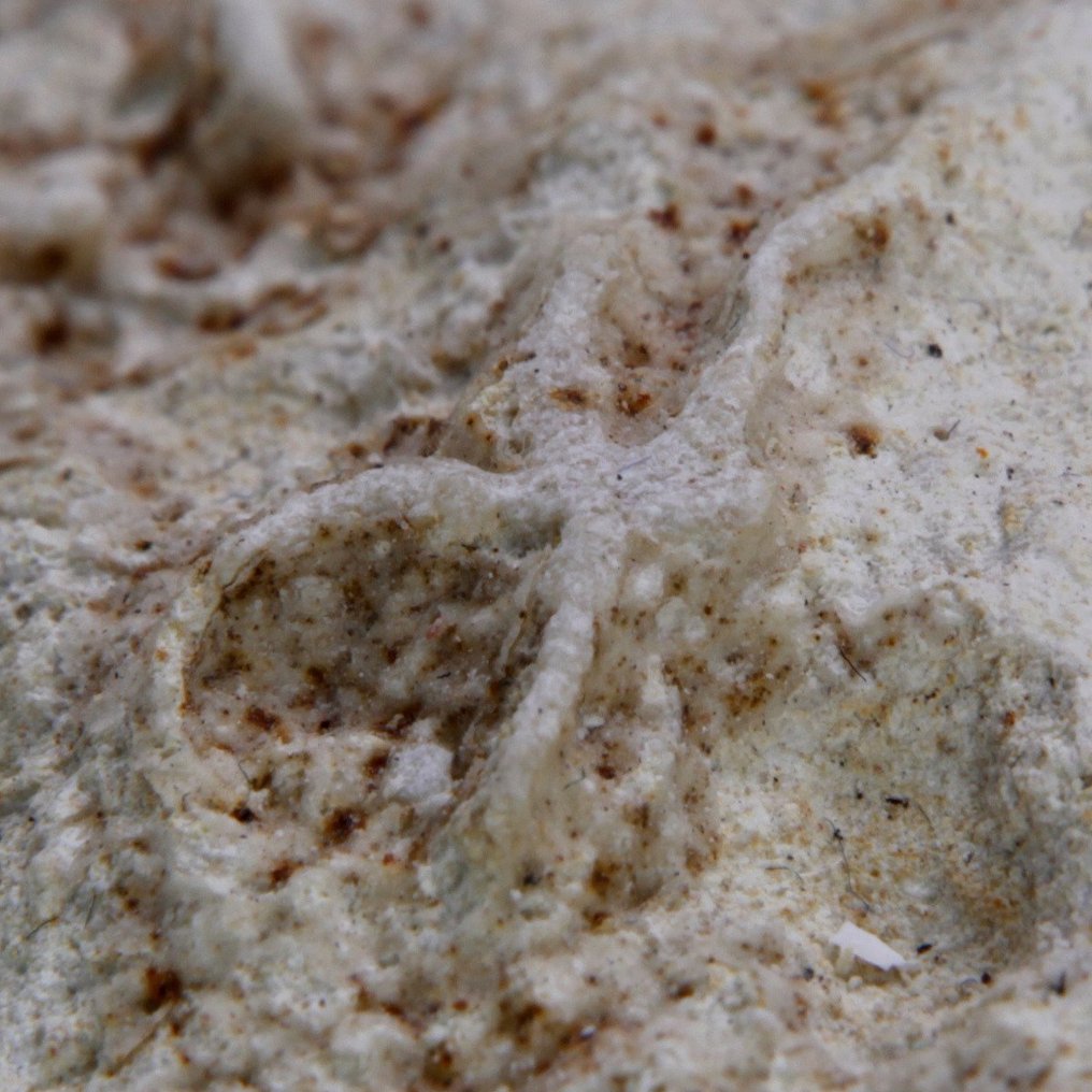 Exklusiv fossilskiva - museikvalitet - echinoider på matrixblock - Fossil dödsplatta - Tripneustes Parkinsoni - 370 mm - 340 mm #3.2