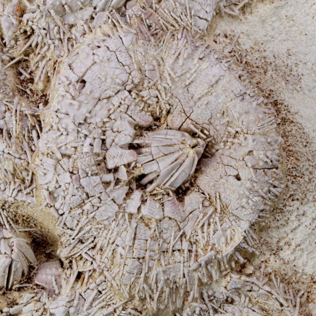 Exklusiv fossilskiva - museikvalitet - echinoider på matrixblock - Fossil dödsplatta - Tripneustes Parkinsoni - 370 mm - 340 mm #2.1