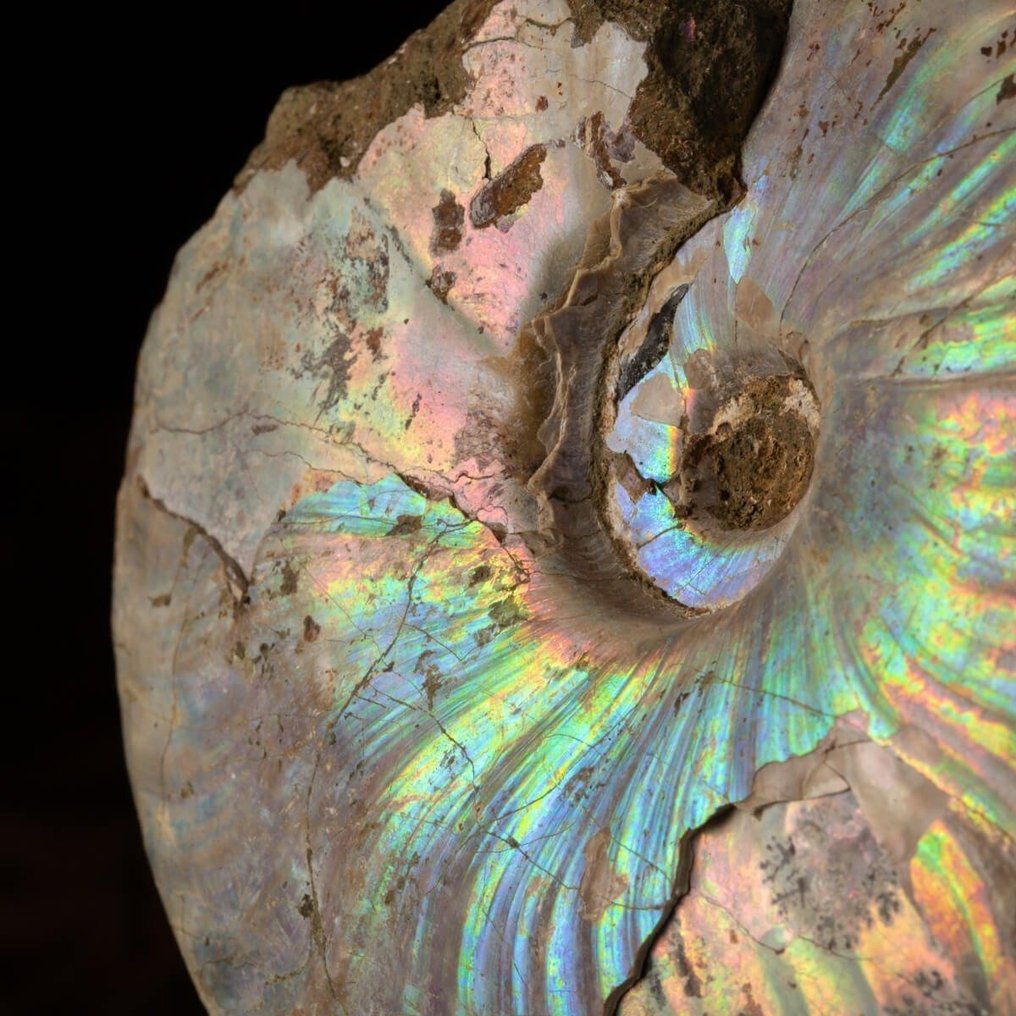 Buitengewone fossielmonster - Hoogwaardig fossiel nautiloïde - Gefossiliseerde schelp - Rare Iridescence on the Shell - Wood and Brass Artistic Base - 270 mm - 155 mm #4.3