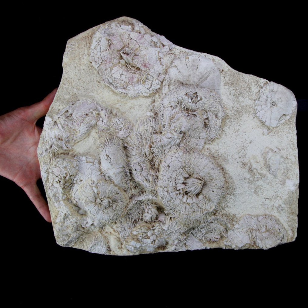 Exklusiv fossilskiva - museikvalitet - echinoider på matrixblock - Fossil dödsplatta - Tripneustes Parkinsoni - 370 mm - 340 mm #1.0