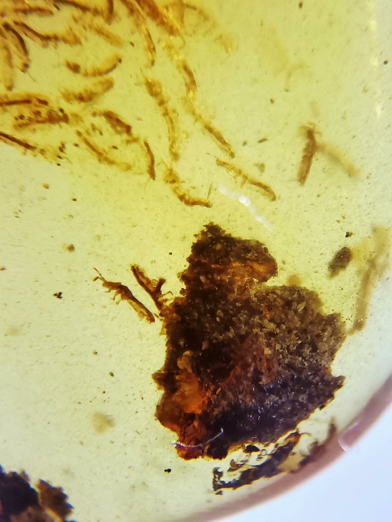 Worm Nest - Collembola ja hyttyset - Meripihka - 15 mm - 11 mm #2.1