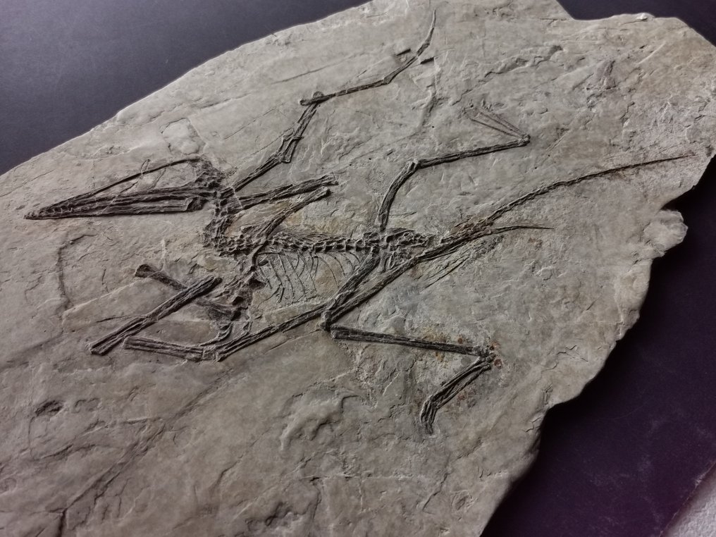 Skeleton complet rar al unui fosil de pterosaur, nu pasăre, fosil de dinozaur. - Schelet fosilă - Darwinopterus modularis #4.3