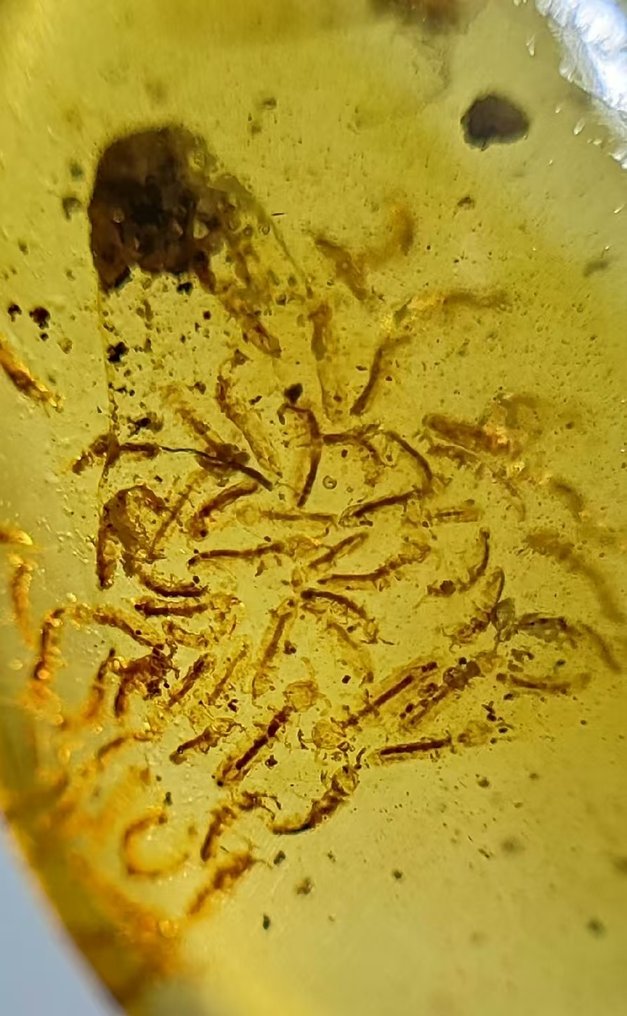 Worm Nest - Collembola ja hyttyset - Meripihka - 15 mm - 11 mm #1.0