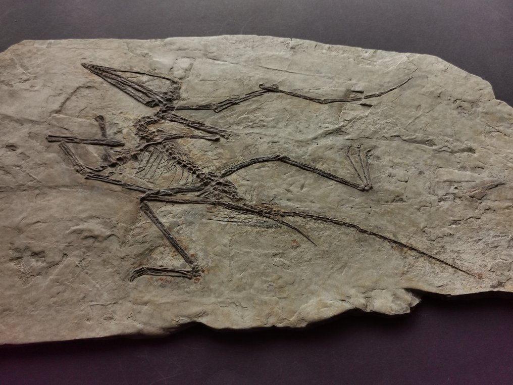 Skeleton complet rar al unui fosil de pterosaur, nu pasăre, fosil de dinozaur. - Schelet fosilă - Darwinopterus modularis #2.1