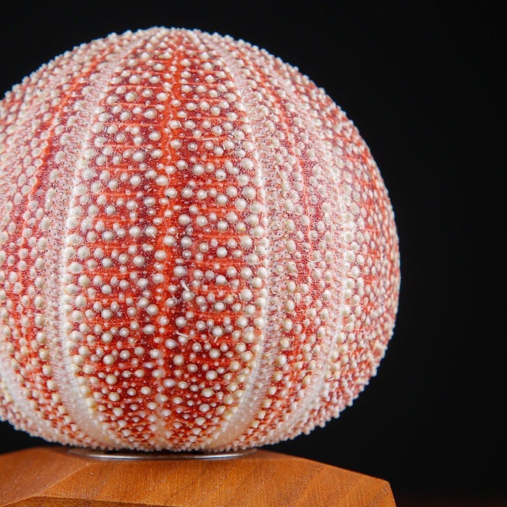 Table lamp - Sea Urchin Table Lamp - Exclusive Item - Echinus Esculentus #4.3