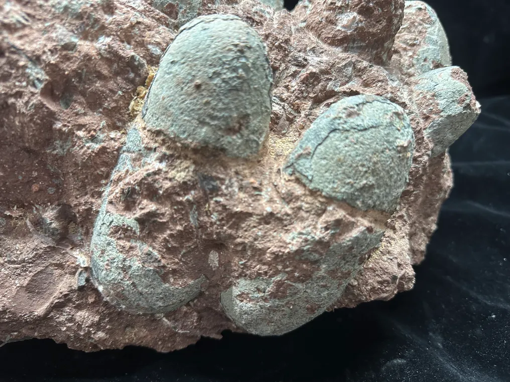 Fossil - Fossil matrix - Troodon egg nest - 42 cm - 26 cm #3.2