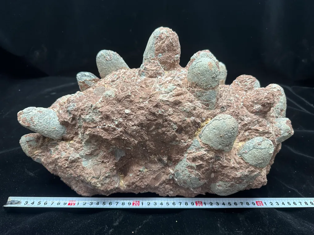 Fossil - Fossil matrix - Troodon egg nest - 42 cm - 26 cm #2.1