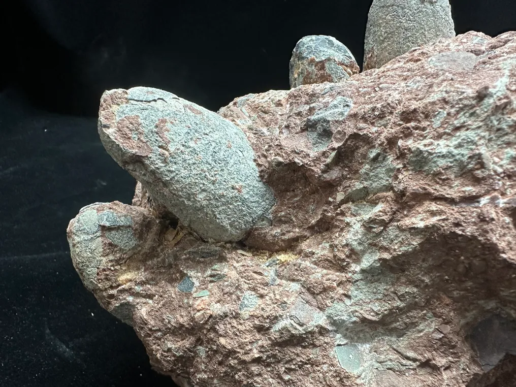 Fossil - Fossil matrix - Troodon egg nest - 42 cm - 26 cm #4.3