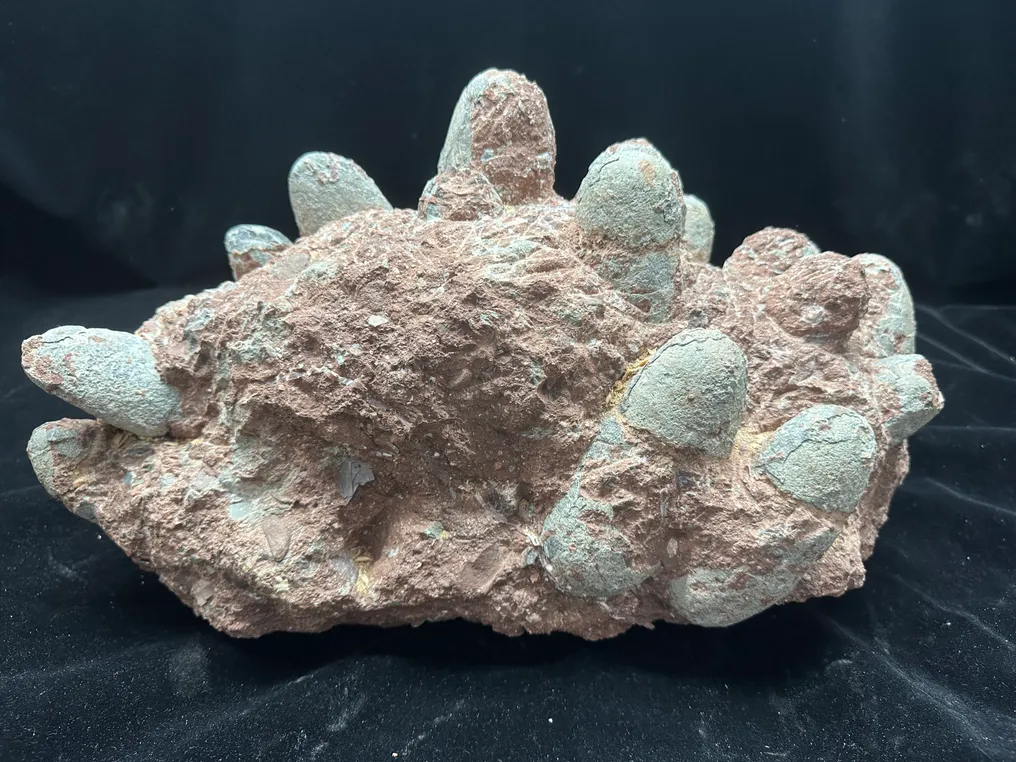 Fossil - Fossil matrix - Troodon egg nest - 42 cm - 26 cm #1.0