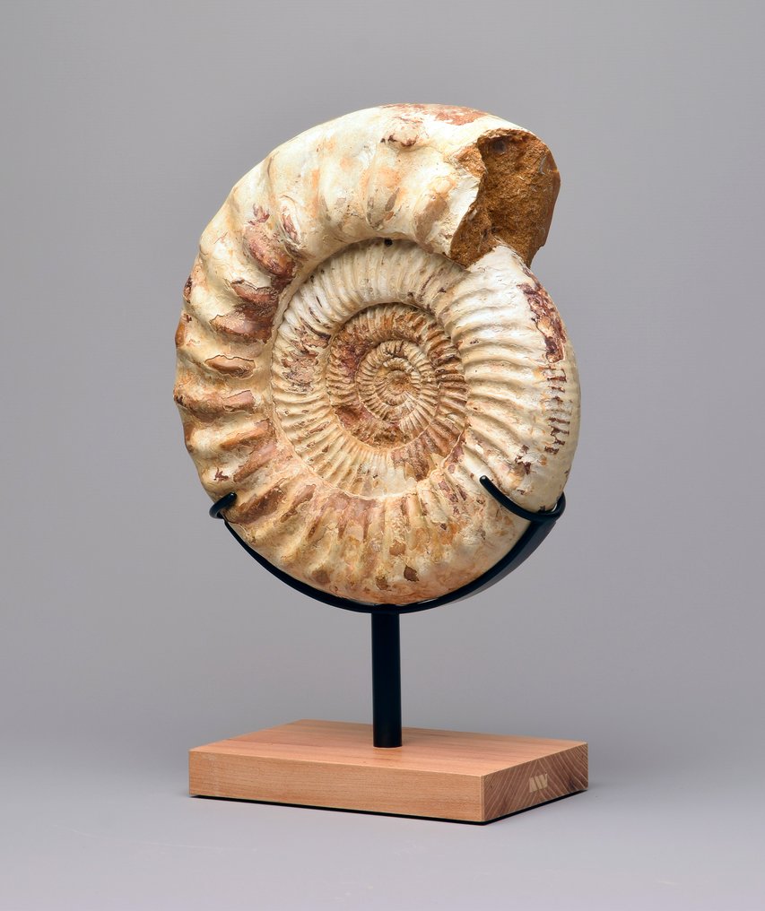 Ammonite - Fossilised animal - Kranaosphinctes sp. - 28 cm #4.3