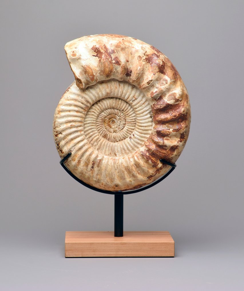 Ammonite - Fossilised animal - Kranaosphinctes sp. - 28 cm #1.0