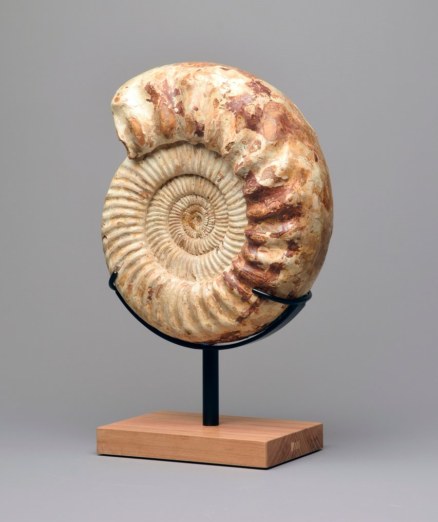 Ammonite - Fossilised animal - Kranaosphinctes sp. - 28 cm #2.1