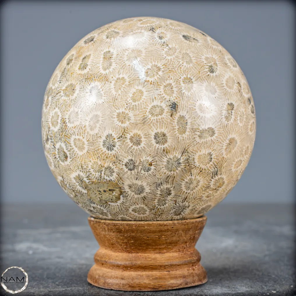 Coral fósil natural extremadamente raro Esfera, Australia- 527.62 g #1.0