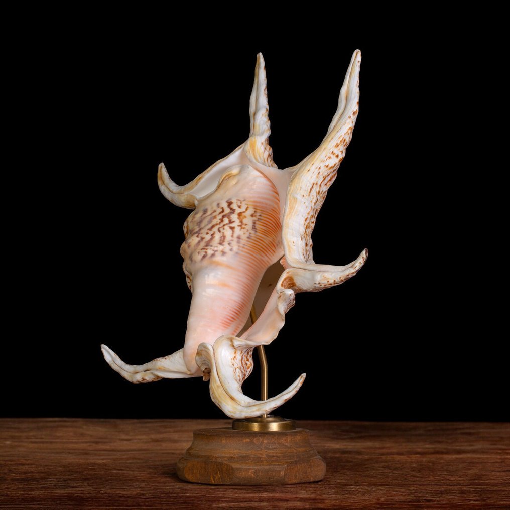 Mounted Strombidae Shells: The Art of Nature Sea shell - Harpago Lambis Chiragra. #4.3